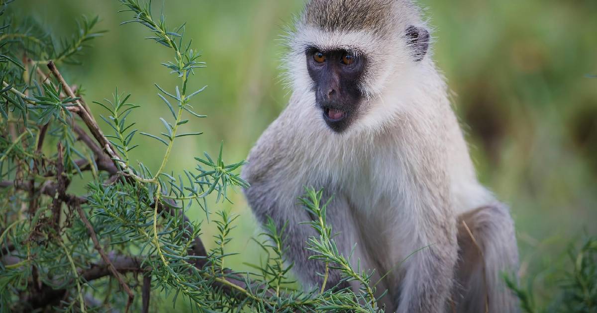 Monkeys attack G’nagar residents, bite 4 people